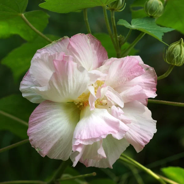 Rosa confederada . — Foto de Stock