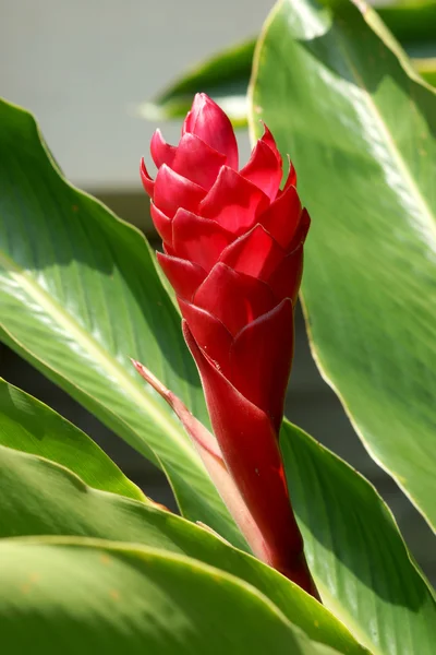 Beautiful tropical red ginger flower — Stock Photo, Image
