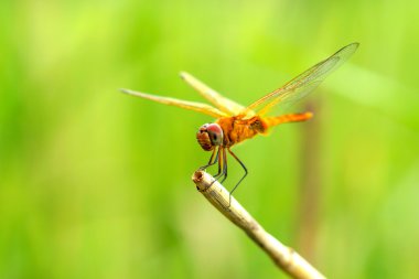 yusufçuk kuru ot üzerinde