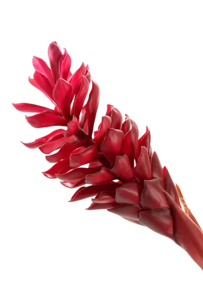 Krásné tropické červený květ zázvoru na izolovat bílé pozadí — Stock fotografie
