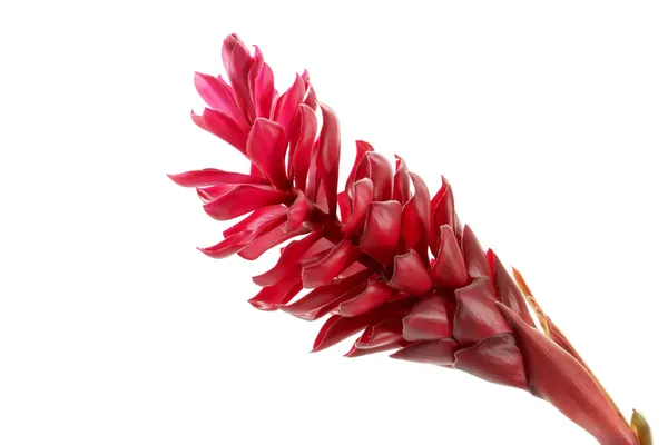 Krásné tropické červený květ zázvoru na izolovat bílé pozadí — Stock fotografie