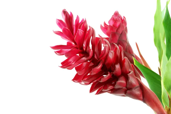 Hermosa flor de jengibre rojo tropical sobre fondo blanco aislado —  Fotos de Stock