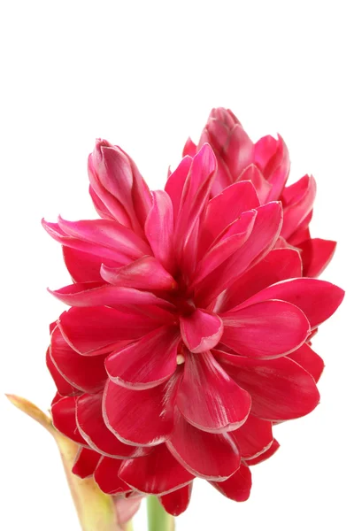Mooie tropische rode gember bloem op isoleren witte achtergrond — Stockfoto