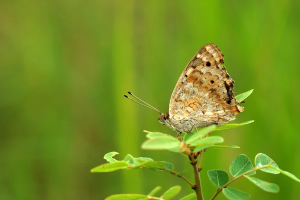 Vlinder op groene bladeren. — Stockfoto