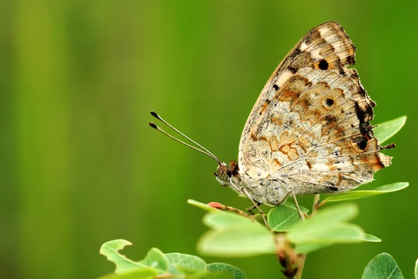 Borboleta em folhas verdes. — Fotografia de Stock