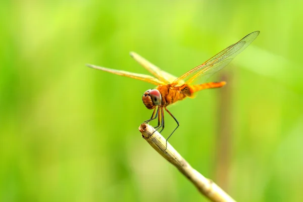 Libellule sur herbe sèche — Photo