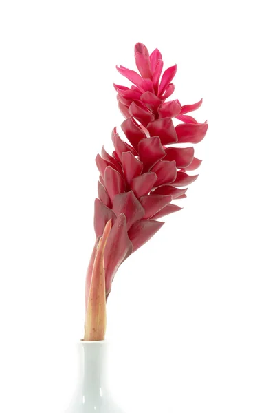 Beautiful tropical red ginger flower on isolate white background — Stock Photo, Image