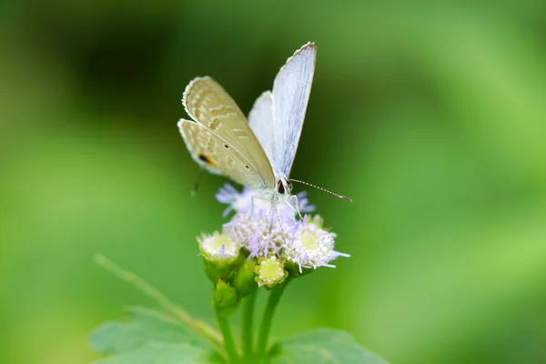 Motyl na kwiat — Zdjęcie stockowe