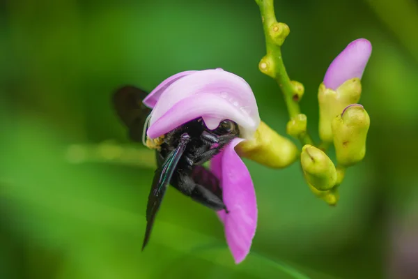 Bumble bee in roze bloem — Stockfoto
