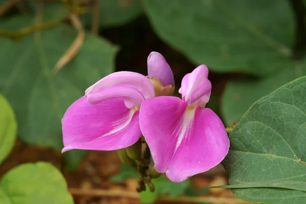 Rosa blomma — Stockfoto