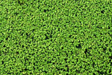 Su yüzeyinde ördek otu var.