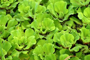 Su yüzeyinde ördek otu var.