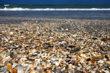 Deniz kabukları, kum üzerinde. yaz plaj arka plan.