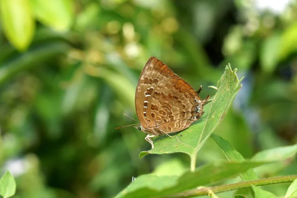 La mariposa sobre las hojas . — Foto de Stock