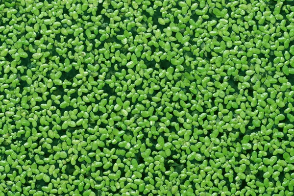 Duckweed covered on the water surface — Stock Photo, Image