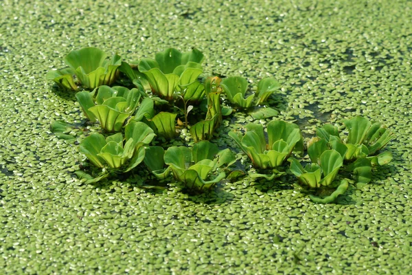 Duckweed covered on the water surface — Stock Photo, Image