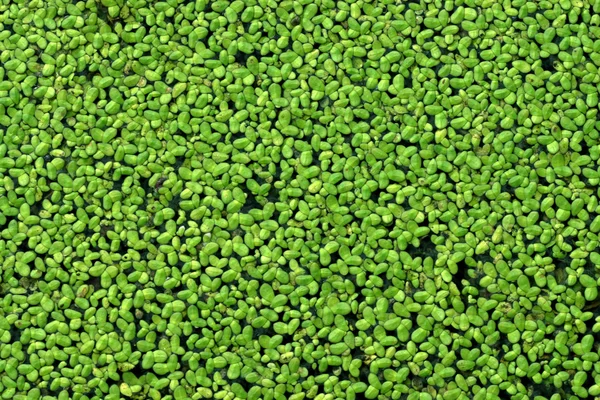 Duckweed covered on the water surface — Stock Photo, Image