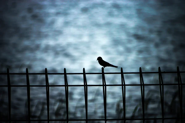 Silhouettes of birds alone on the iron fence. — Stock Photo, Image
