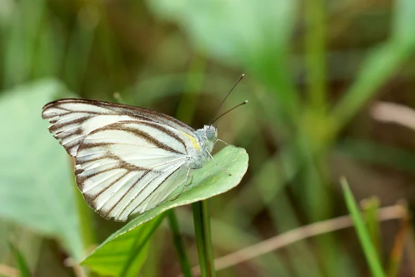 葉の上の黒と白の蝶のパターン — ストック写真