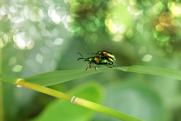 Зелені комахи спаровуються — стокове фото