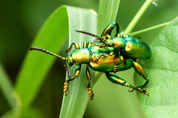 Gli insetti verdi si accoppiano — Foto Stock