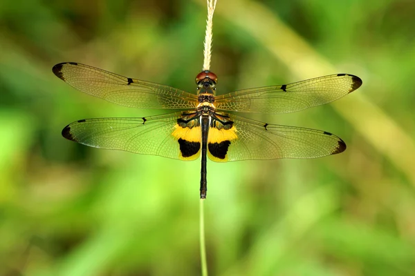 Libélula en los jardines botánicos . — Foto de Stock