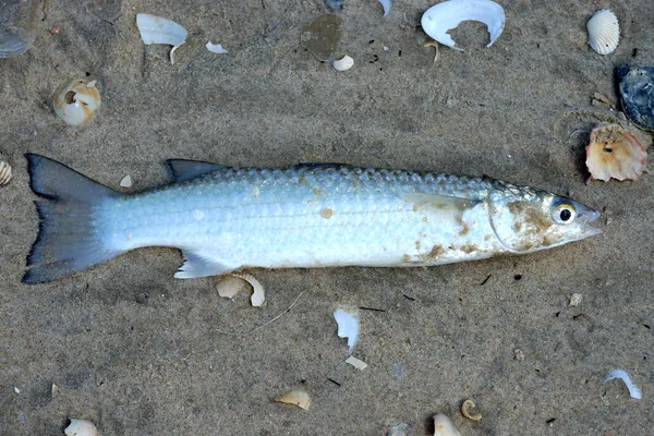 Dead fish on the beach — Stock Photo, Image