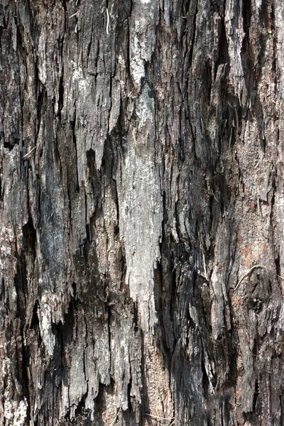 Schors van dennenbomen — Stockfoto