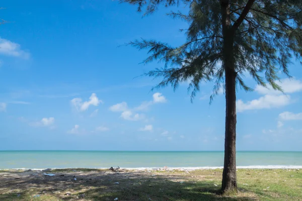 Pine beach och blå himmel — Stockfoto