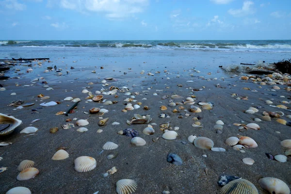 Mořské mušle na písku. letní beach pozadí. — Stock fotografie