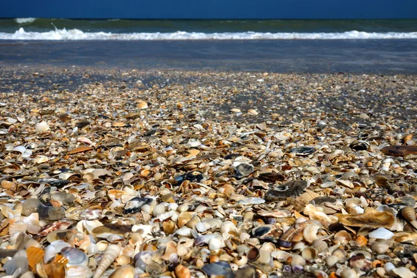 Des coquillages sur du sable. Fond de plage d'été . — Photo