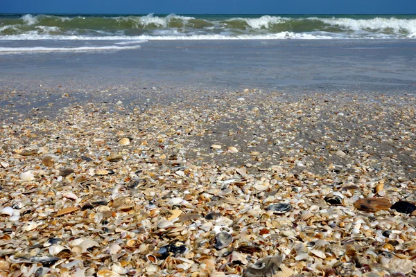 Des coquillages sur du sable. Fond de plage d'été . — Photo