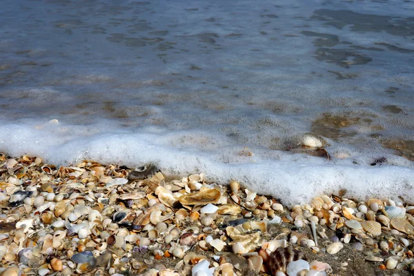 砂の上の海の貝。夏のビーチの背景. — ストック写真