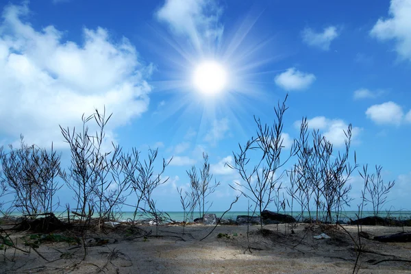Pozadí oblohy moře suchý strom — Stock fotografie