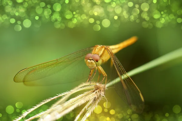 Gelbe Libelle auf Gras — Stockfoto