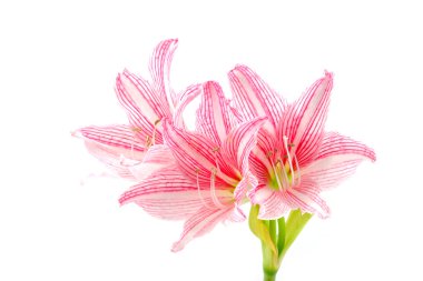 Pembe çiçek çiçeklenme