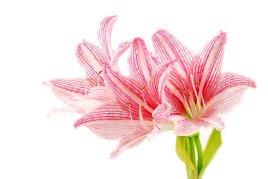 Pembe çiçek çiçeklenme