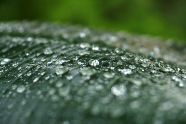 Sabahleyin çiy etkisi güneş ışığı.