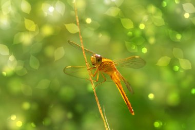 Çimenlerde Sarı Yusufçuk