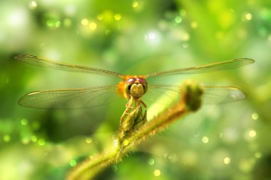 Çimenlerde Sarı Yusufçuk