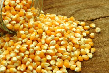 ahşap üzerine mısır tohumları