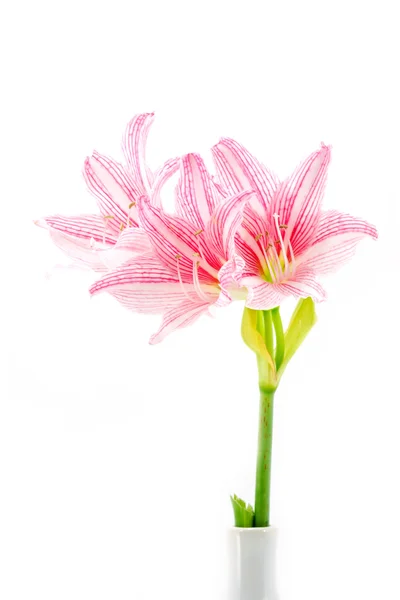 ピンクの花が咲く — ストック写真