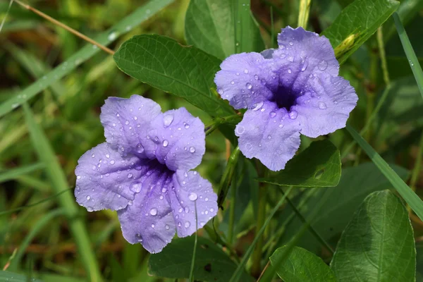 Fleurs violettes fleurissent le matin . — Photo