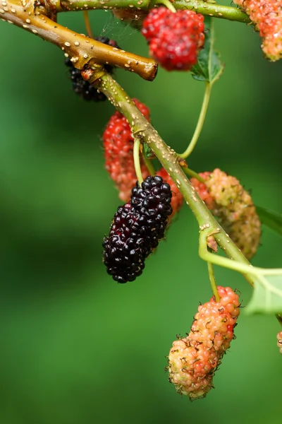 Fresh ripe mulberry berries on tree — Stock Photo, Image