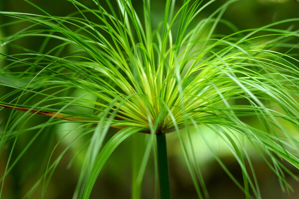 Egyptian papyrus. (Cyperus papyrus L.)