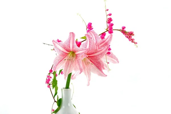 Blooming pink flowers — Stock Photo, Image