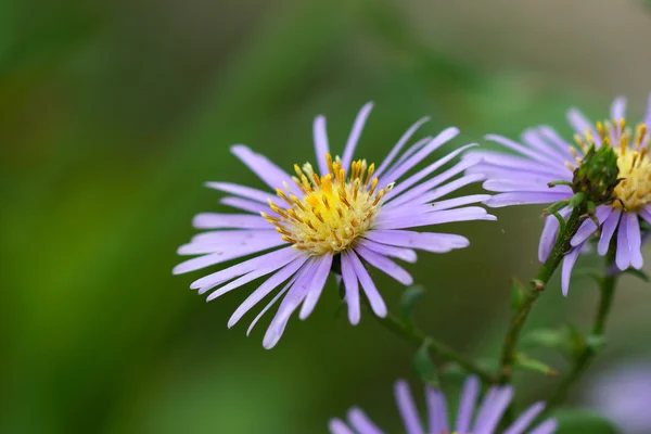 Paarse bloemen bloeien in de ochtend — Stockfoto