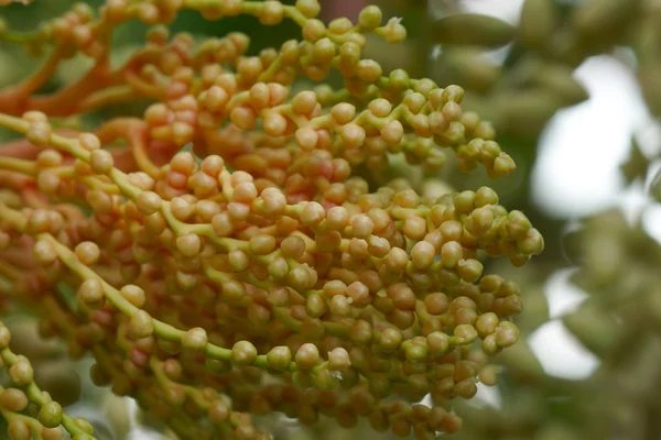 ヤシの木の花 — ストック写真