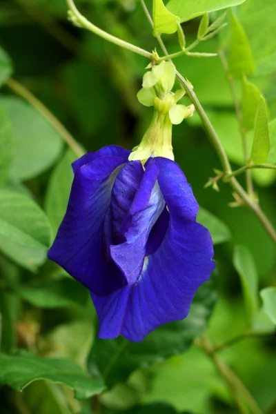 Blå blommor — Stockfoto