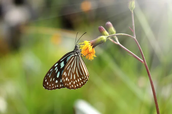 Borboleta de tigre vítreo azul em flor. (Ideopsis simillis persim — Fotografia de Stock